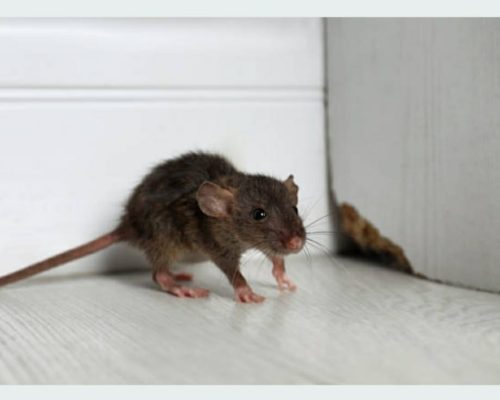 RATO
